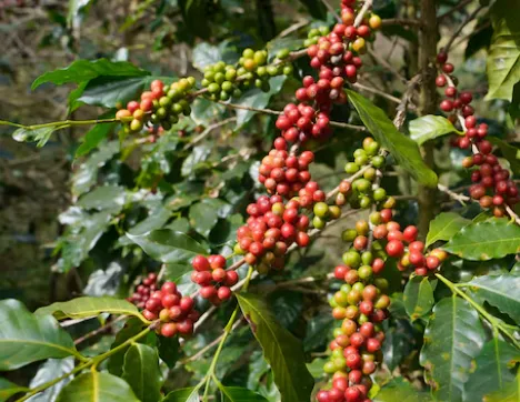Cerises de café Robusta du Plateau des Bolavens, plantation des hauts plateaux